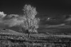 HIGHLY COMMENDED.....Howard Tuohy